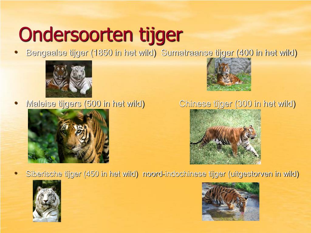 PPT - De tijger PowerPoint Presentation, free download - ID:4382439 - Hoe Groot Is Een Tijger