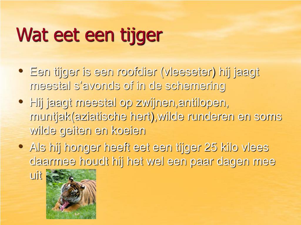 PPT - De tijger PowerPoint Presentation, free download - ID:4382439 - Hoe Zwaar Is Een Tijger