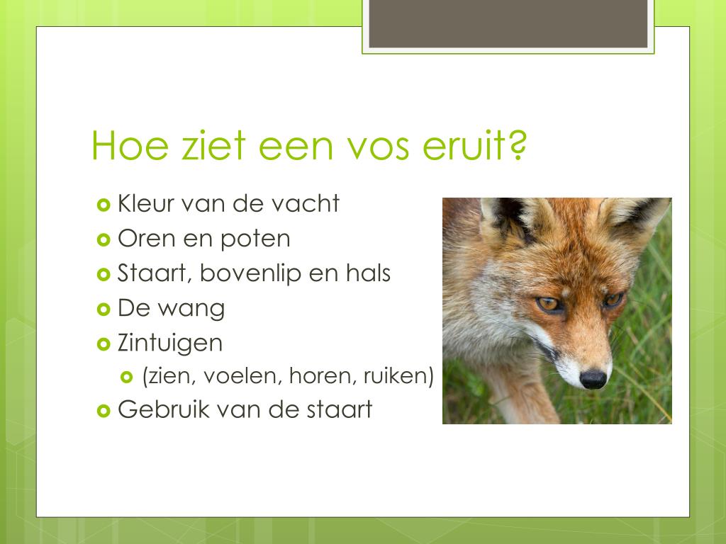 Hoe Ziet Een Vos Eruit