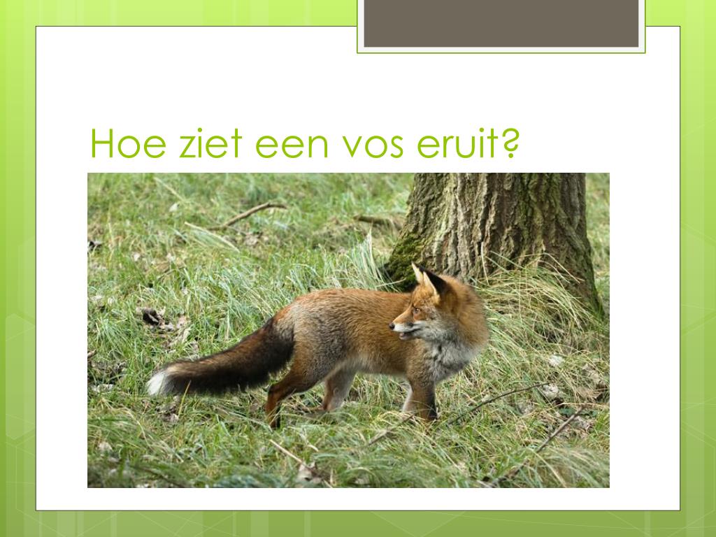 PPT - de vos PowerPoint Presentation, free download - ID:6345456 - Hoe Ziet Een Vos Eruit