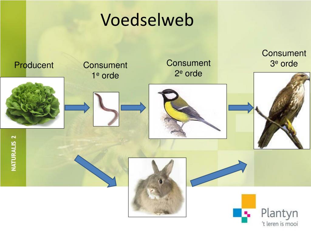 PPT - DEEL 1 Organismen vormen een levensgemeenschap PowerPoint - Fysiologische Levensbehoefte Van Heterotrofe Organismen