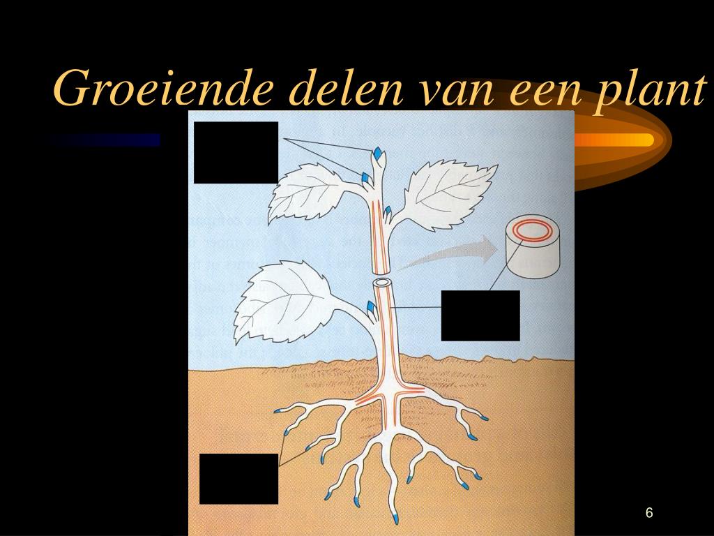 Welke Delen Van Een Plant Gebruikt De Mens Als Voedsel