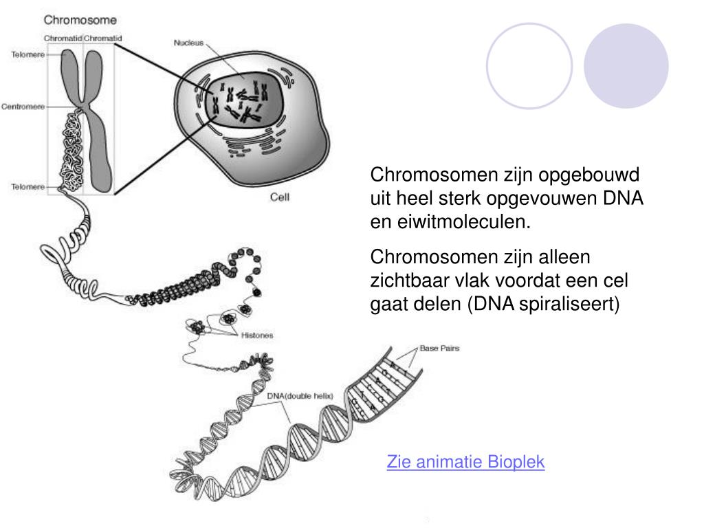 Uit Welke Stof Bestaan Chromosomen Voor Een Groot Deel