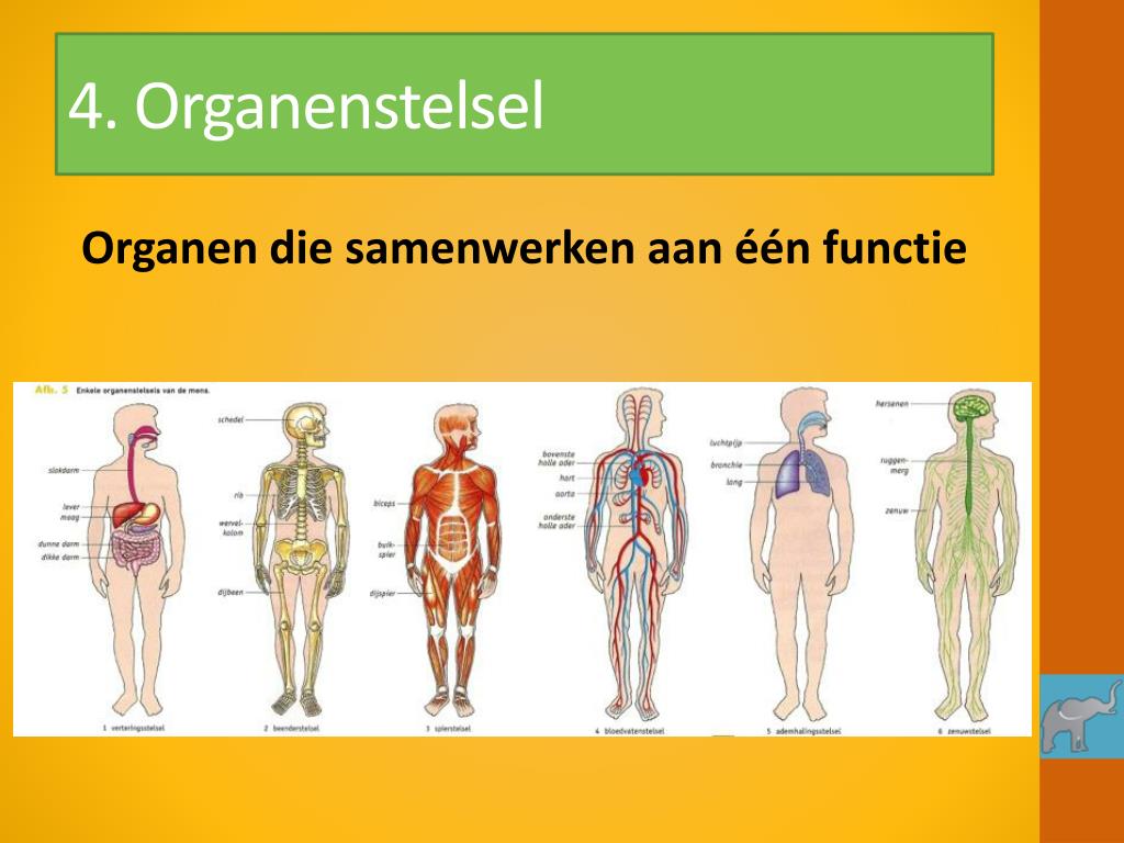 PPT - Examentraining Biologie PowerPoint Presentation, free download - Welk Menselijk Orgaan Heeft De Vorm Van Een Boon