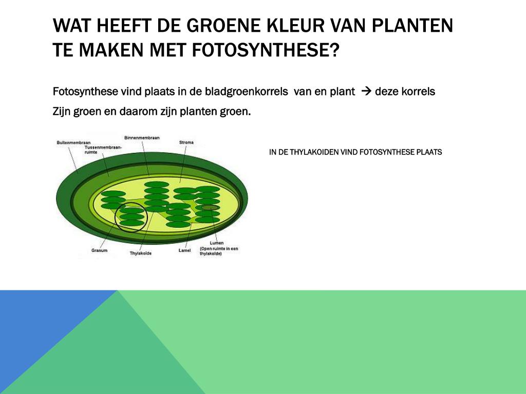 PPT - fotosynthese PowerPoint Presentation, free download - ID:2699166 - Vindt Er Bij Planten Op Een Bewolkte Dag Fotosynthese Plaats
