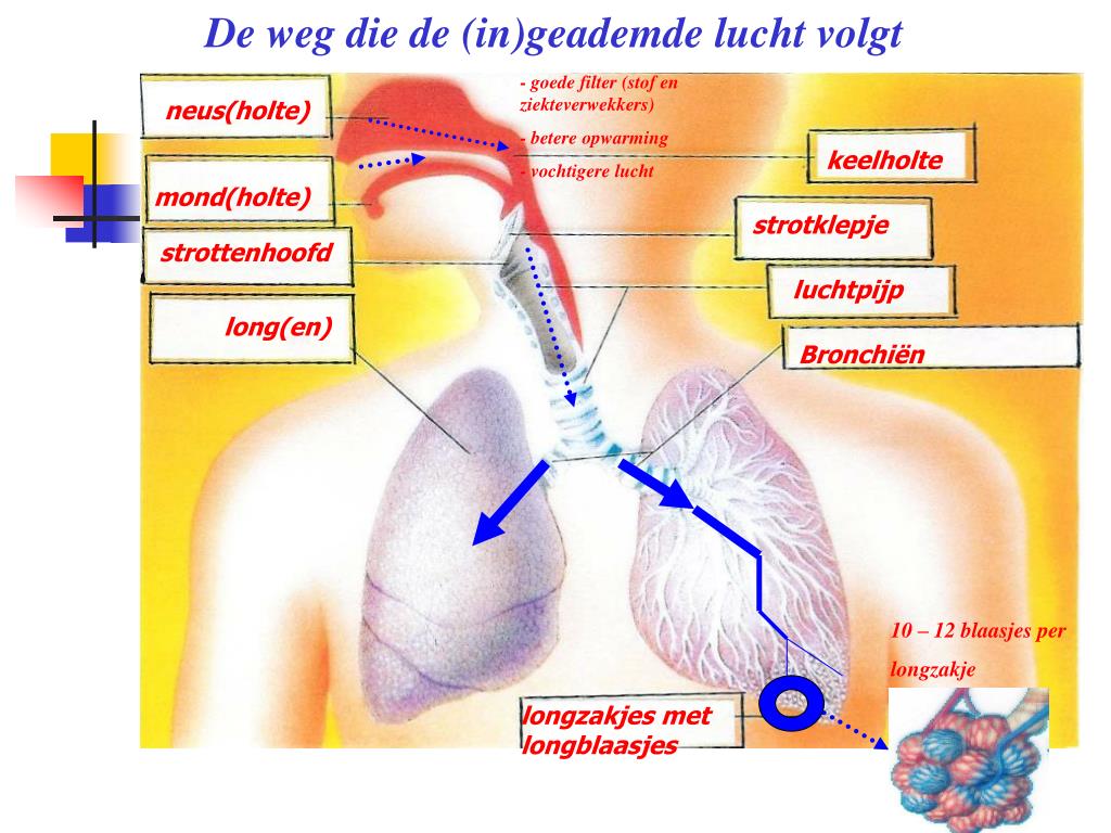 PPT - Het ademhalingsstelsel PowerPoint Presentation, free download - Wat Voor Ademhalingsorganen Hebben Muggenlarven