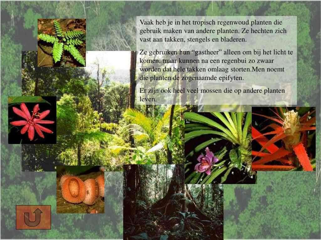 PPT - HET TROPISCH REGENWOUD PowerPoint Presentation, free download - Hoe Wordt Het Groene Dak Van Het Regenwoud Genoemd