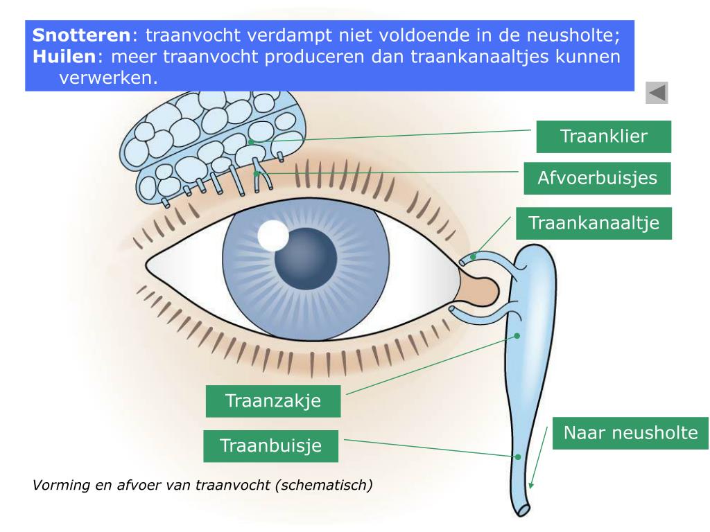 PPT - Lichtreceptoren PowerPoint Presentation, free download - ID:5310593 - Vind In Je Oog Verbranding Plaats