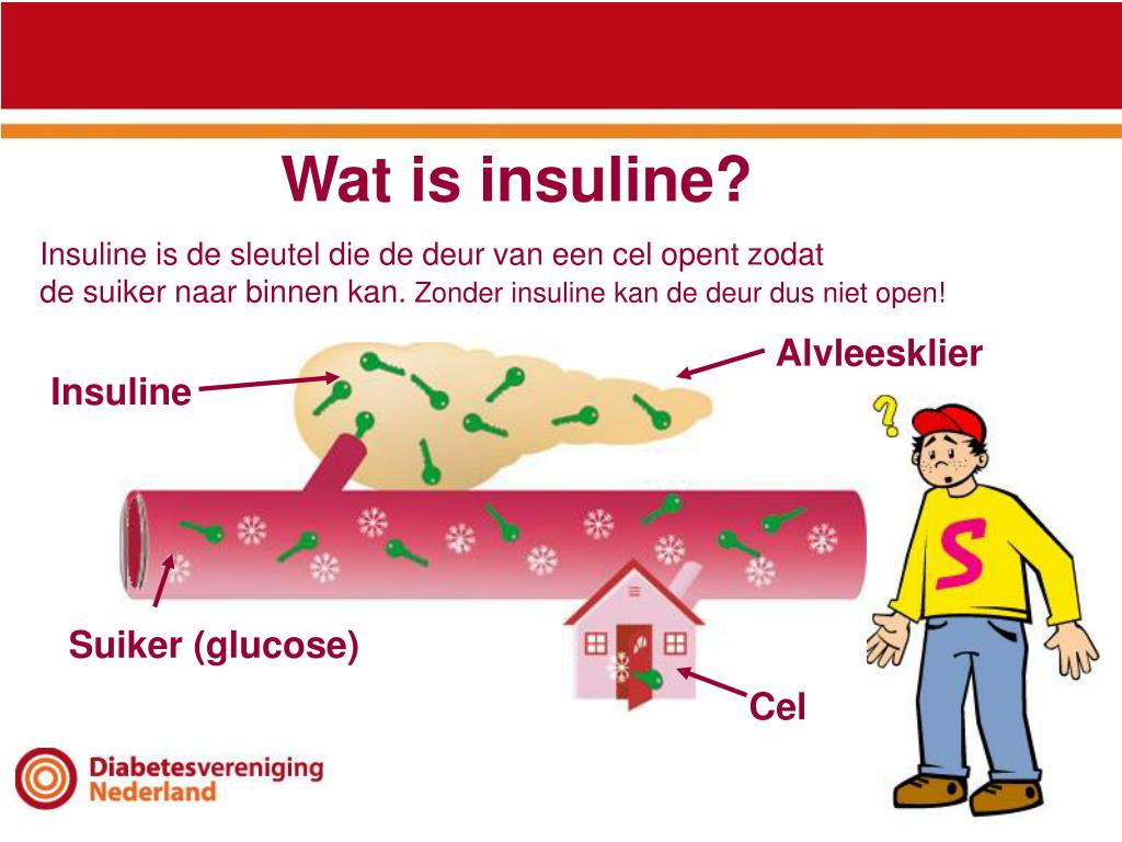 Welke Insuline Vorm Wordt Direct Opgenomen In Het Lichaam