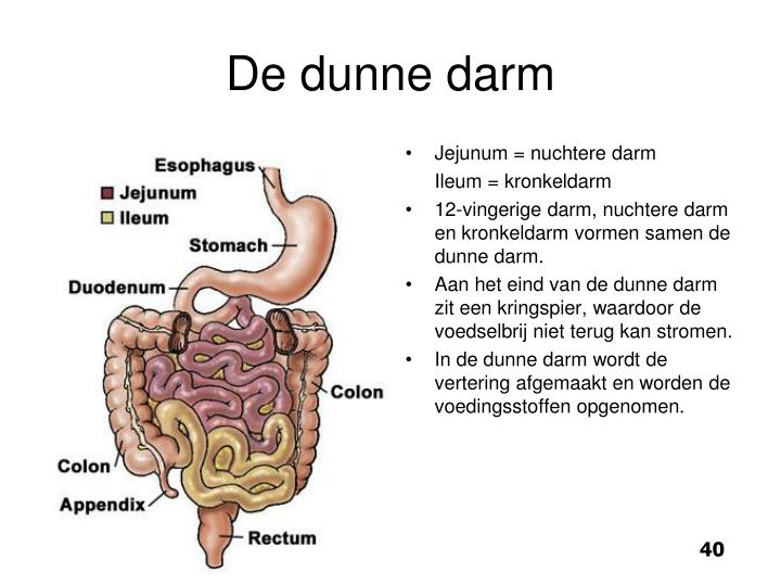 PPT - Mondholte Keelholte Slokdarm PowerPoint Presentation - ID:3893259 - Wat Is De Functie Van De Twaalfvingerige Darm