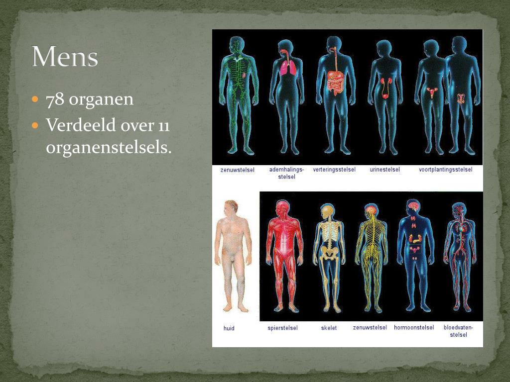 PPT - Organen ( stelsels ) PowerPoint Presentation, free download - ID - Hoe Noem Je Een Groep Organen Die Samenwerken