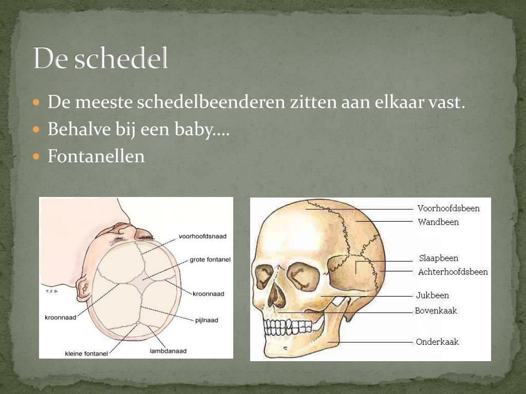 PPT - Stevigheid en Beweging PowerPoint Presentation, free download - Hoe Wordt De Holte In De Schedelbeenderen Genoemd