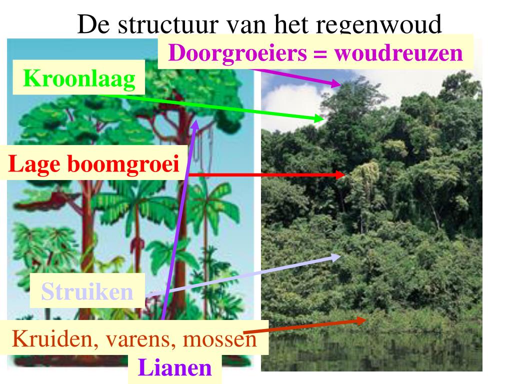 Kenmerken Van Het Tropisch Regenwoud
