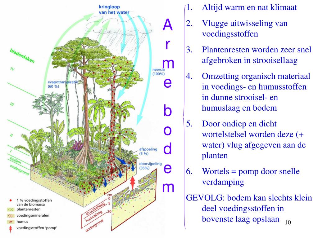 PPT - T ropisch regenwoud PowerPoint Presentation, free download - ID - Kenmerken Van Het Tropisch Regenwoud