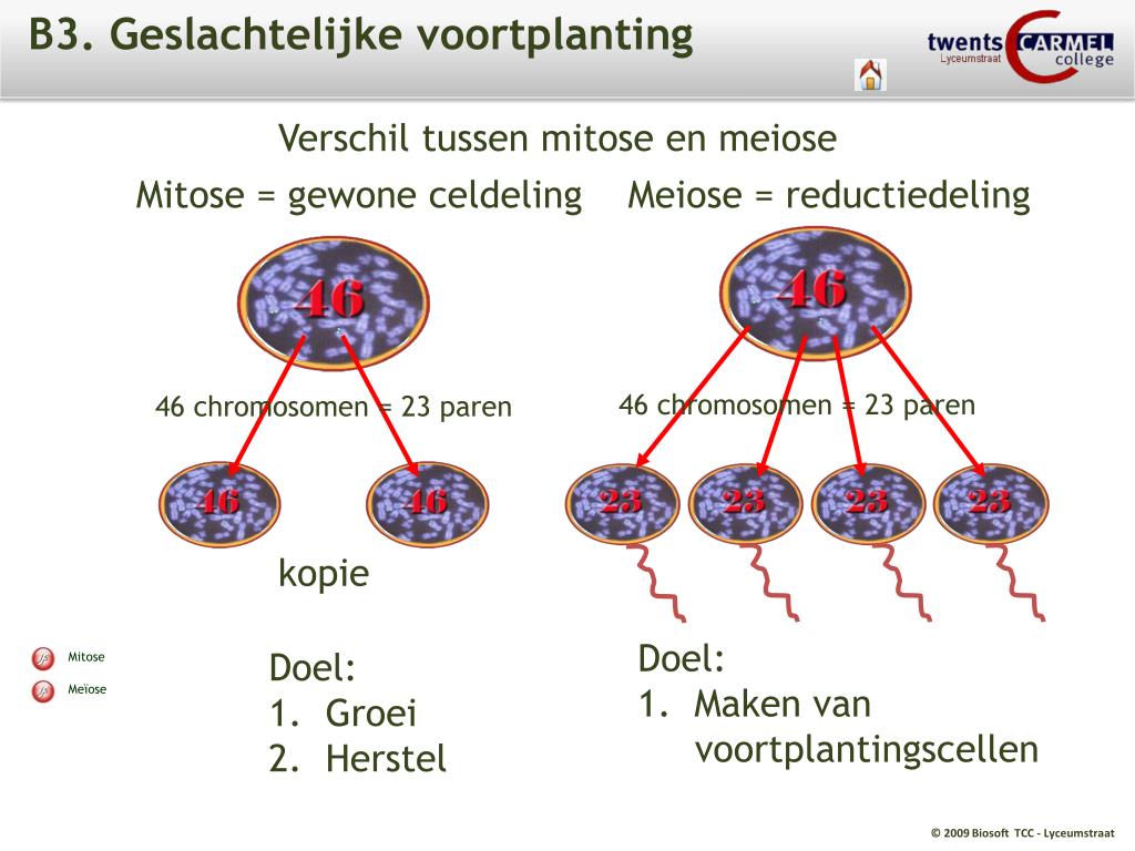 PPT - T6. Erfelijkheid en evolutie PowerPoint Presentation, free - Wat Is Het Verschil Tussen Een Lichaamscel En Een Stamcel