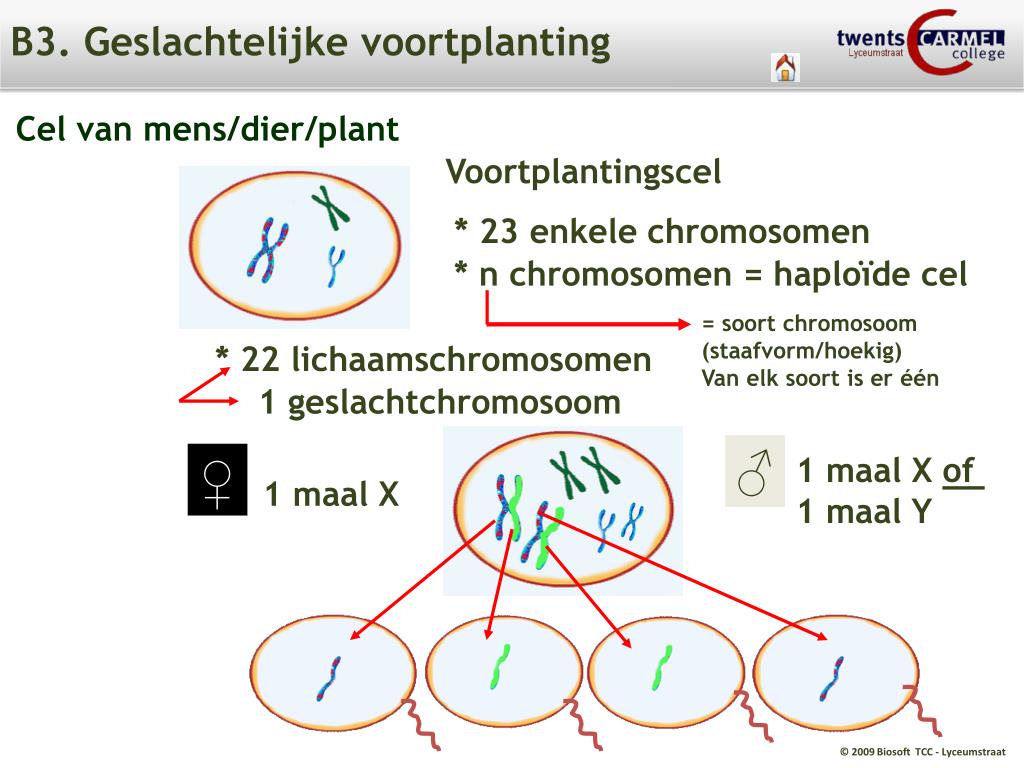 PPT - T6. Erfelijkheid en evolutie PowerPoint Presentation, free - Hoe Heet De Voortplantingscel Bij Lagere Plantensoorten