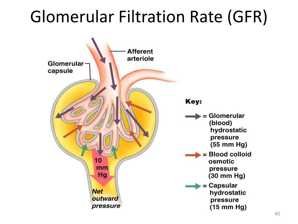 PPT - The Urinary System PowerPoint Presentation, free download - ID - Wat Is Gfr In Het Bloed