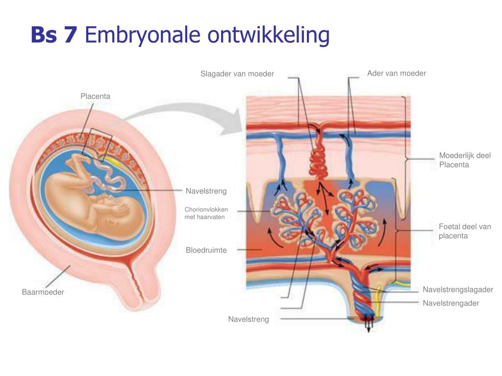 PPT - Thema 2: Voortplanting PowerPoint Presentation, free download - Hoe Komt Een Foetus Aan Zuurstof En Voedingsstoffen