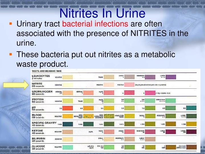 Wat Is Nitriet In Urine
