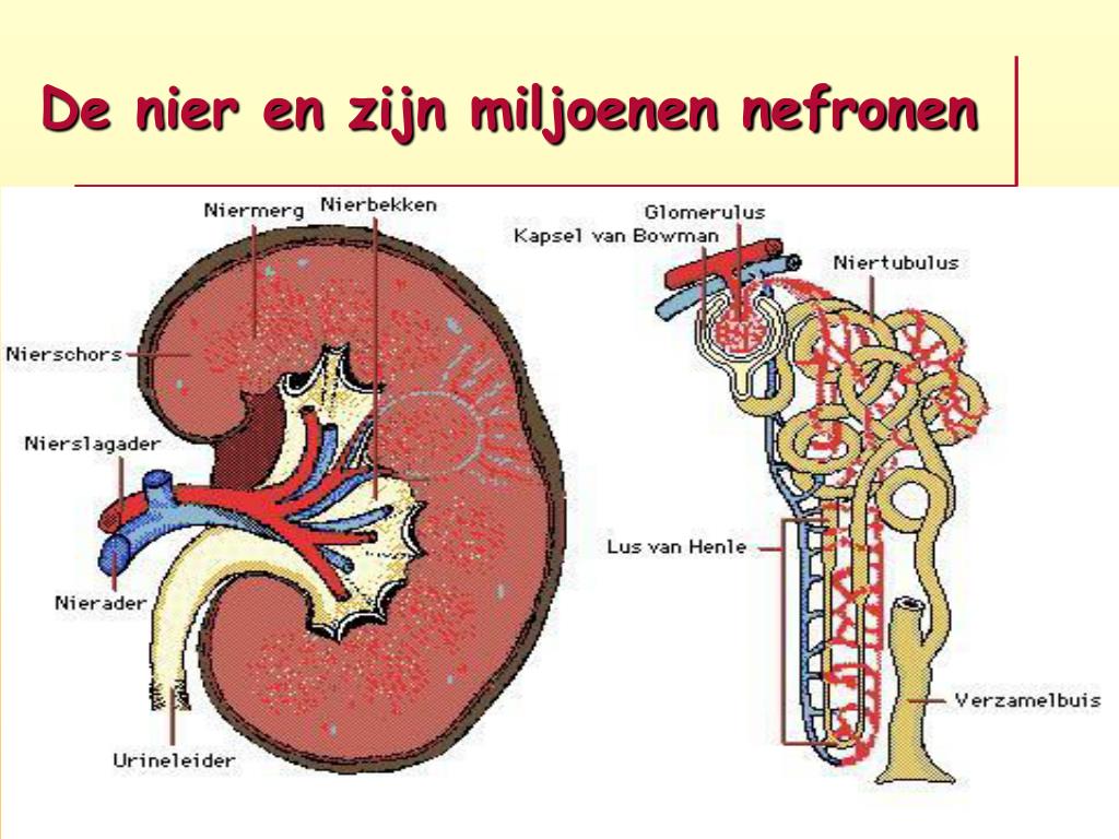 PPT - Urine- en sedimentonderzoek PowerPoint Presentation - ID:362980 - Hoe Groot Is Een Nier