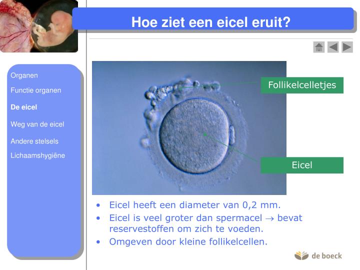 PPT - Voortplanting bij de mens PowerPoint Presentation - ID:4947152 - Hoe Groot Is Een Eicel