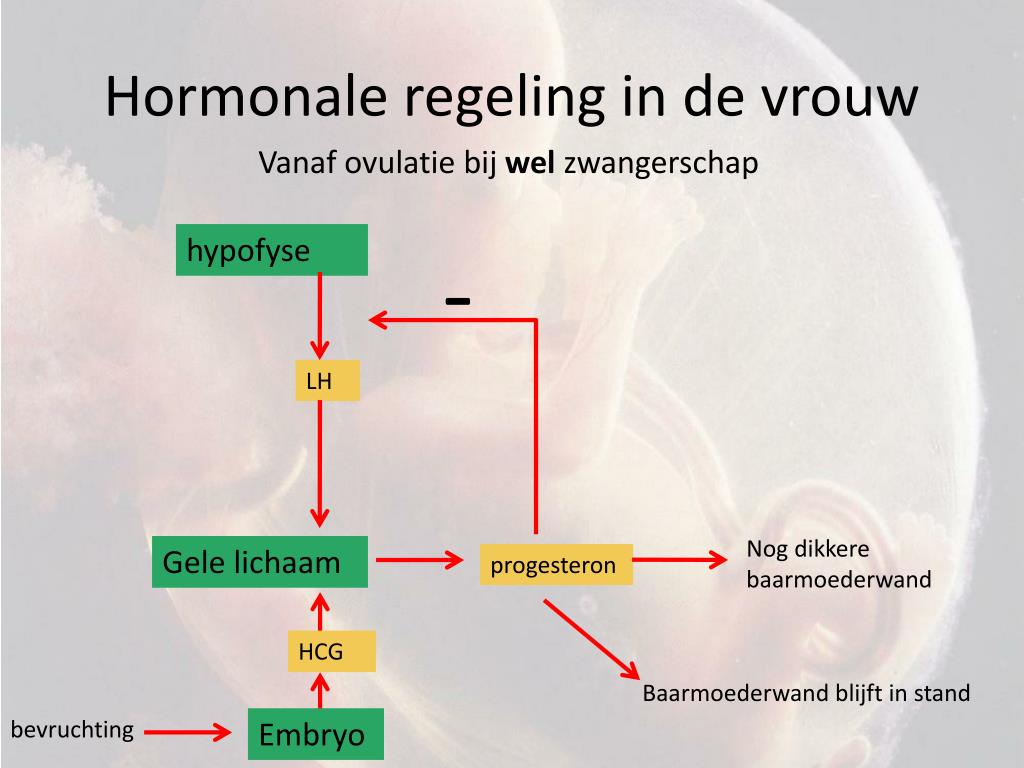 PPT - Voortplanting en Ontwikkeling PowerPoint Presentation, free - De Kracht Van Vrouwelijke Hormonen