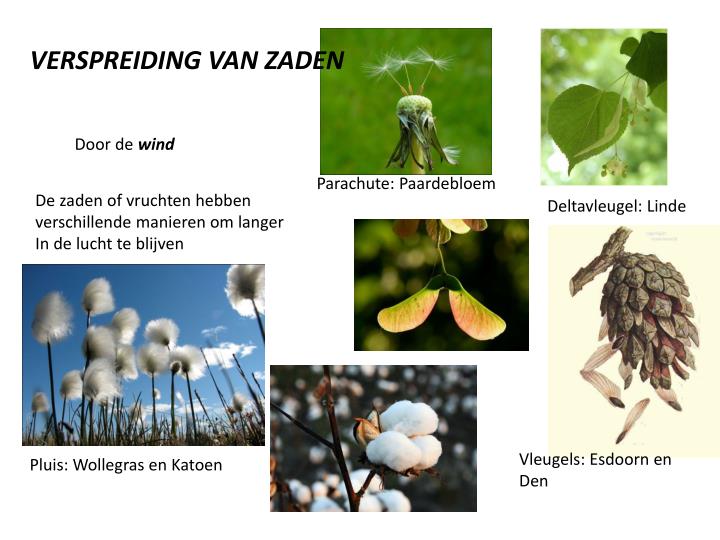 Hoe Kan Het Dat Zaden Na Vele Eeuwen Onbeschadigd Zijn