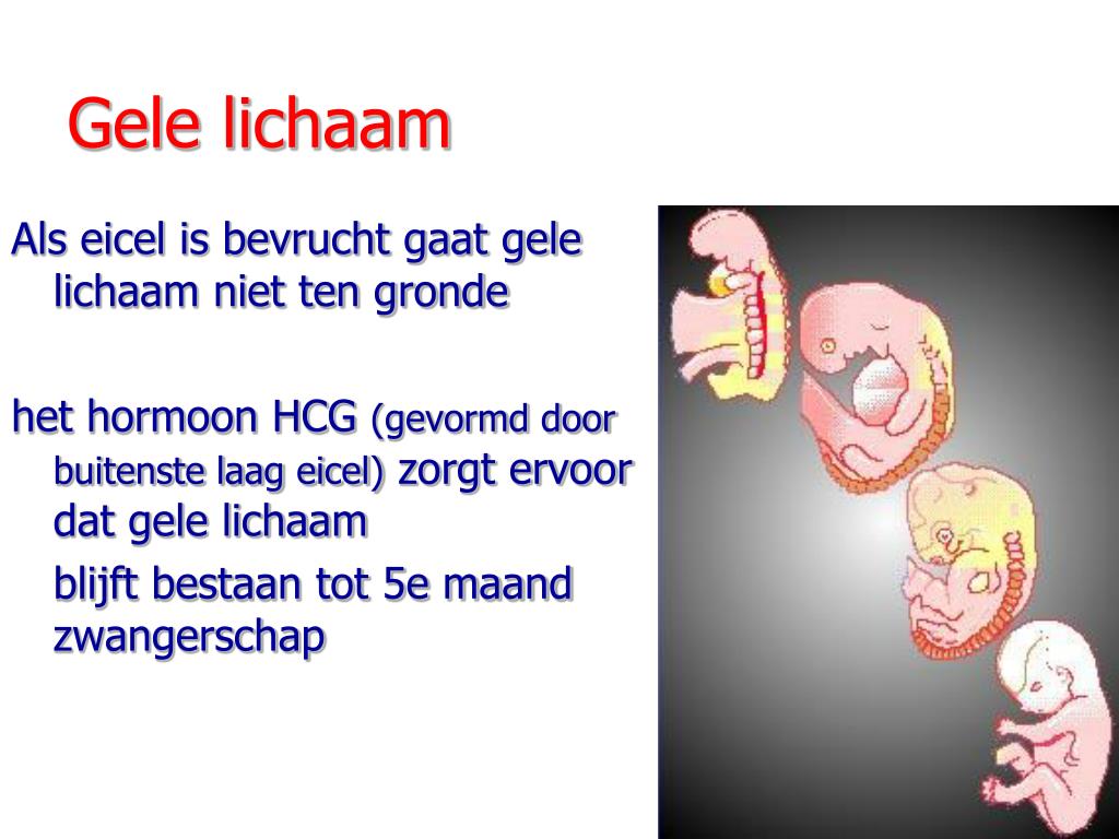 Wat Is Het Gele Lichaam
