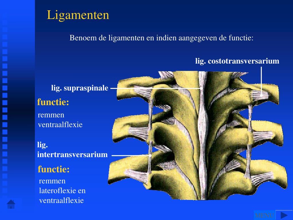 PPT - Wervelkolom en Romp PowerPoint Presentation, free download - ID - Hoe Heet Het Onderste Deel Van De Wervelkolom