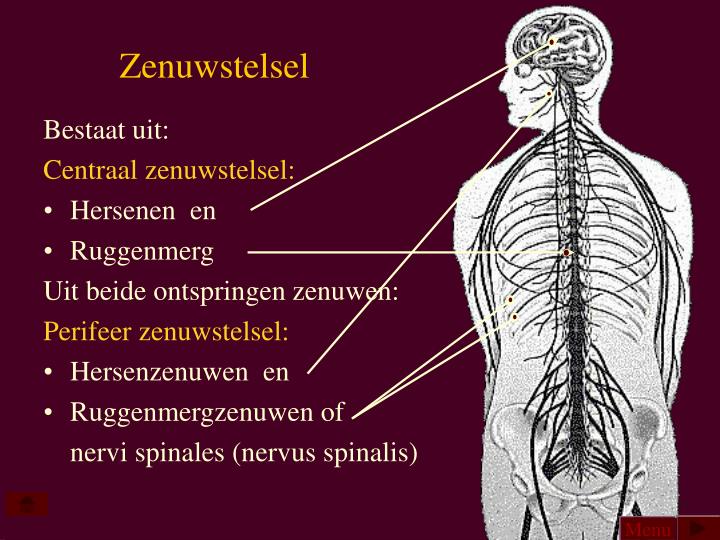 PPT - ZENUWSTELSEL PowerPoint Presentation - ID:5703233 - Uit Welke Delen Bestaat Het Centrale Zenuwstelsel