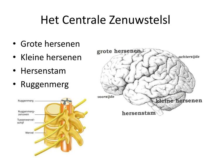 Uit Welke Delen Bestaat Het Centrale Zenuwstelsel