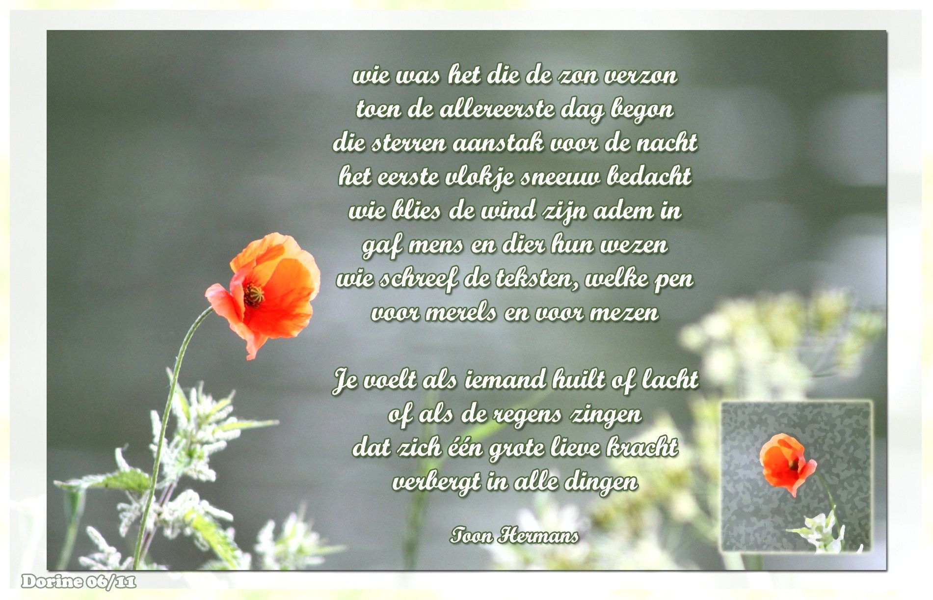 Prachtig gedicht met een oranje bloem op een weide - Christelijke Tekst Bij Ongeneeslijke Ziekte