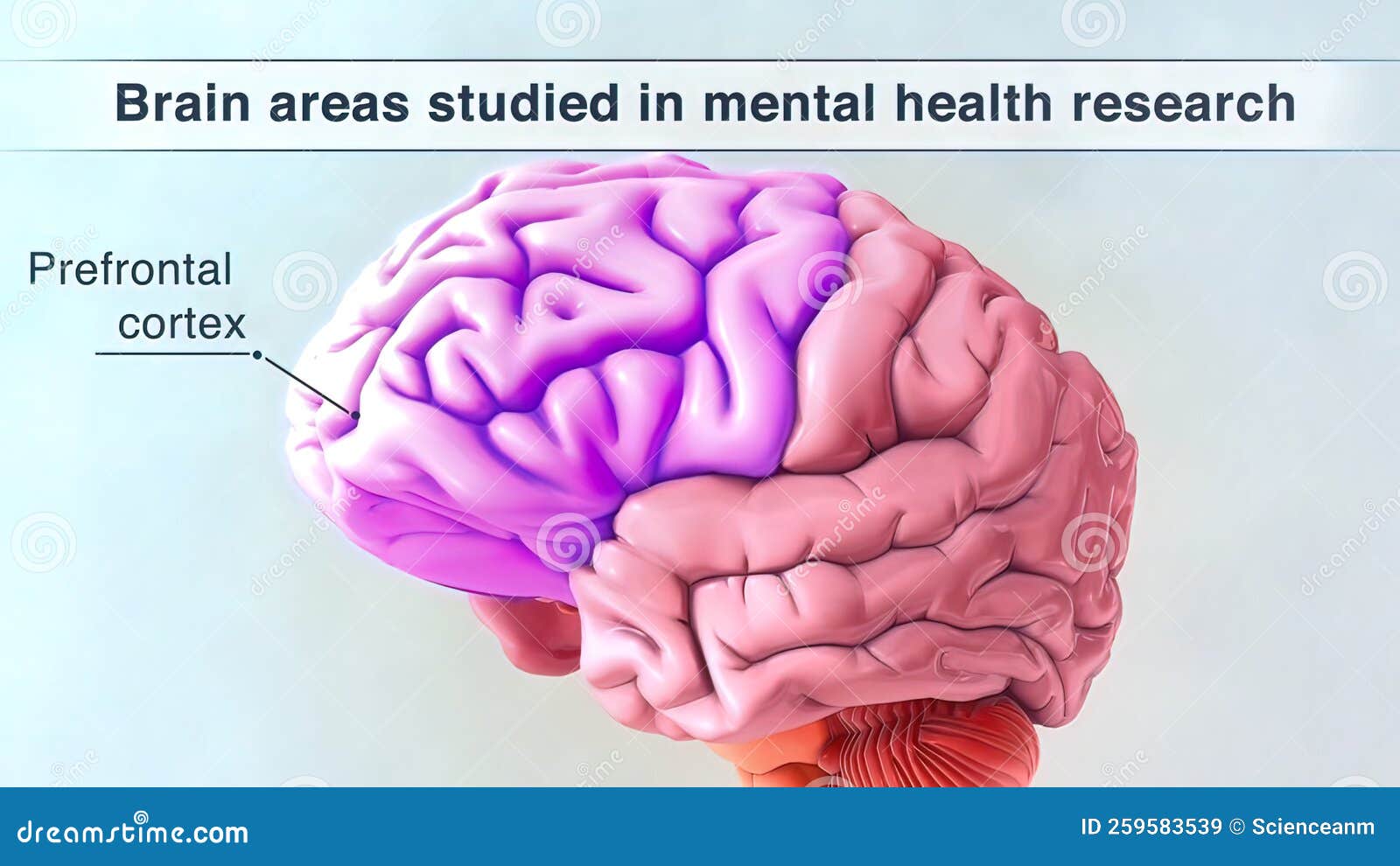 Prefrontal Cortex Stock Illustration | CartoonDealer.com #259583539 - Wanneer Is Prefrontale Cortex Volgroeid