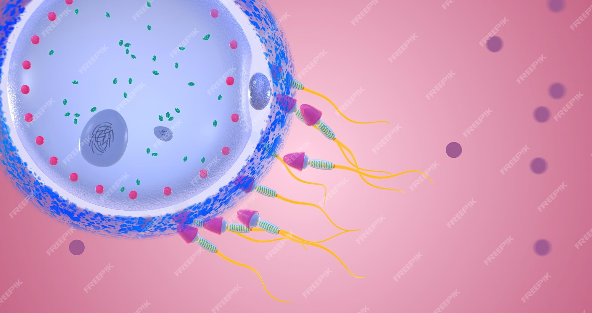 Premium Photo | Fertilization is the union of two reproductive cells to - Blaasje Waarin De Eicel Zich Ontwikkelt