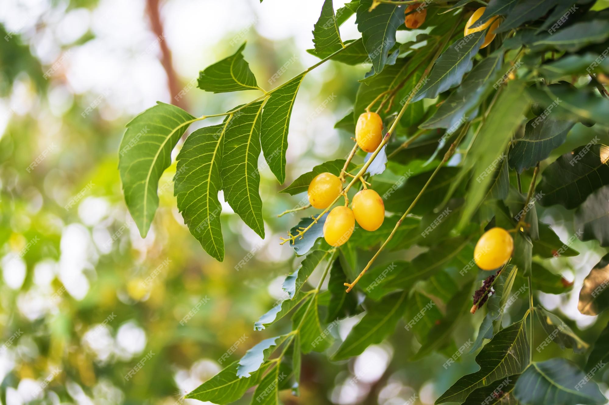 Premium Photo | Fresh Neem fruit on tree with leaf on nature background - Neem Het Met Een Korreltje Zout