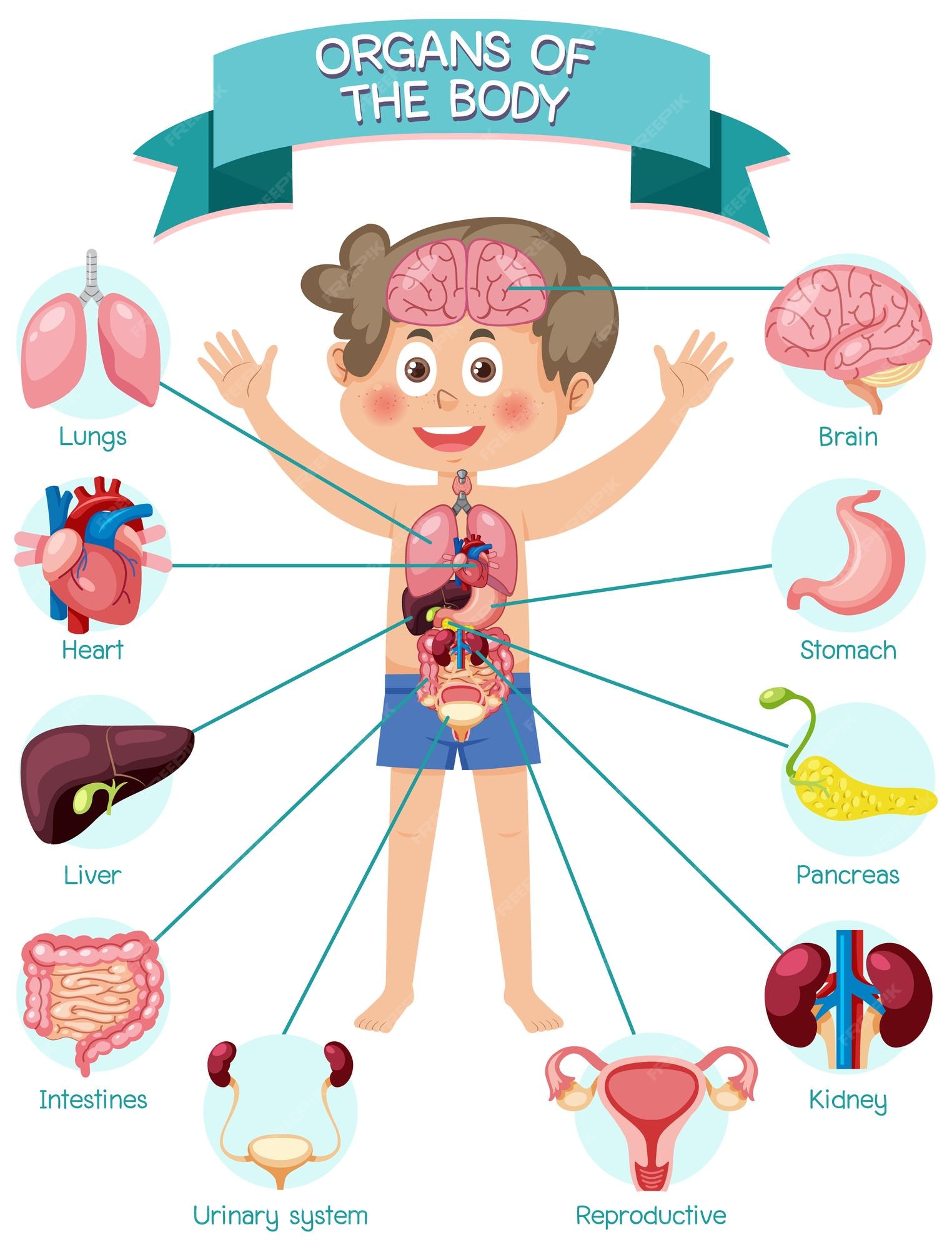 Premium Vector | Internal organs of the body for kids - Internal Rate Of Return Betekenis