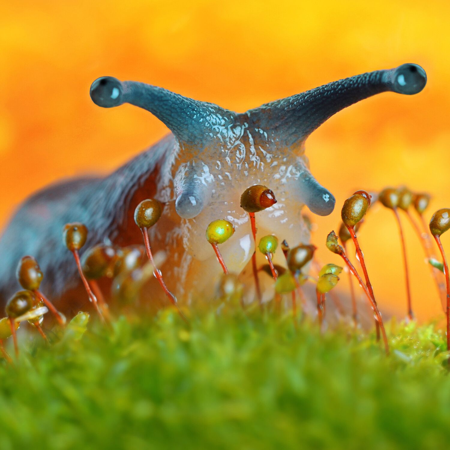 Prevent a Slug Invasion in the Spring - Kunnen Slakken Onder Water Ademen