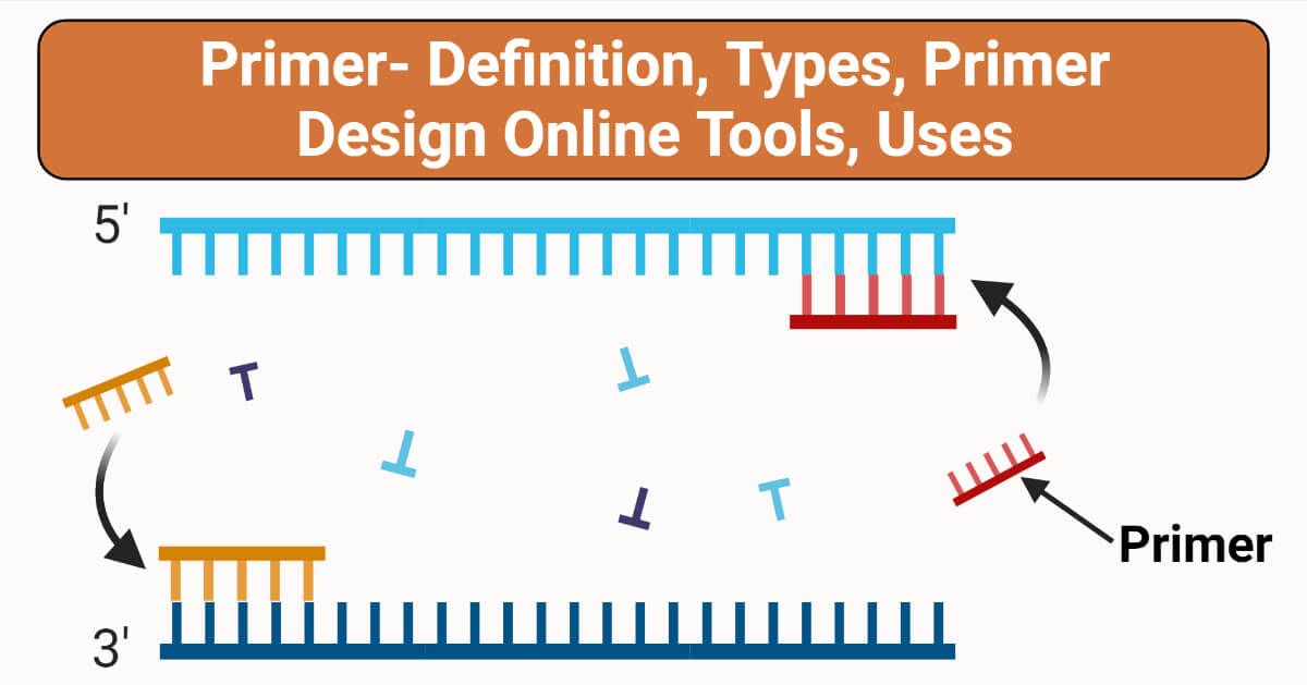 Forward Primer And Reverse Primer
