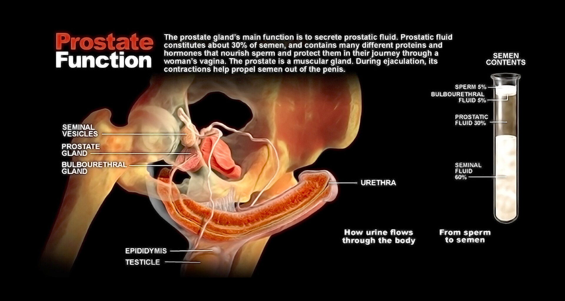 Prostate Function - StoryMD - Wat Is De Functie Van Een Prostaat