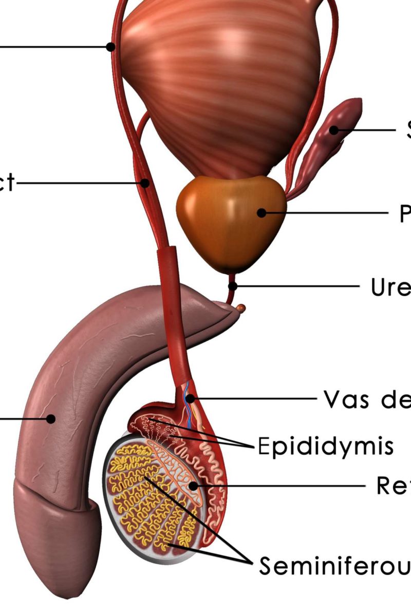 Prostate: Functions, diseases, and tests - Waar Zit De Prostaat Van Een Man
