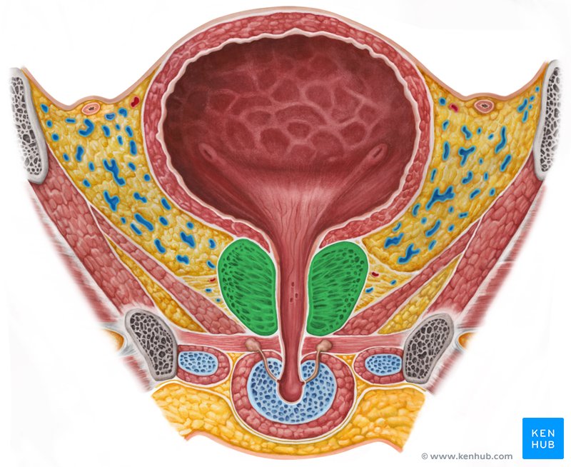 Prostate gland: Anatomy and histology | Kenhub - Wat Is De Functie Van De Prostaat