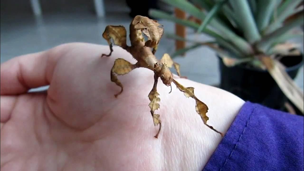 PSG 9 Wandelende tak / Australische flappentak / Extatosoma tiaratum (2 - Hoe Ziet Een Dode Wandelende Tak Eruit