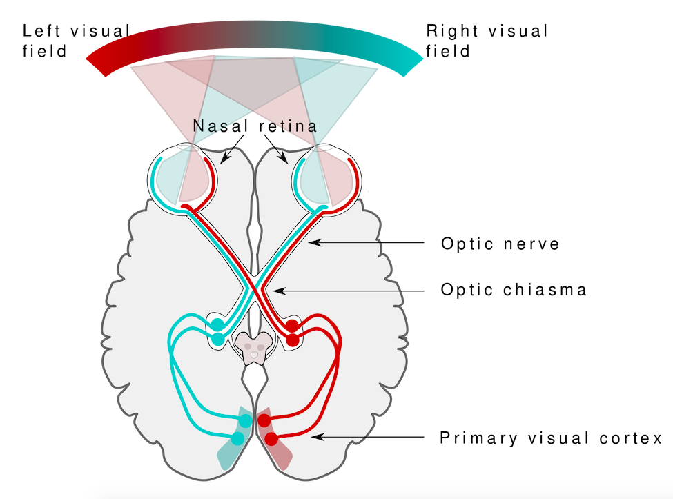 Psych in Real Life: Consciousness and Blindsight – General Psychology - Visual Pleasure And Narrative Cinema