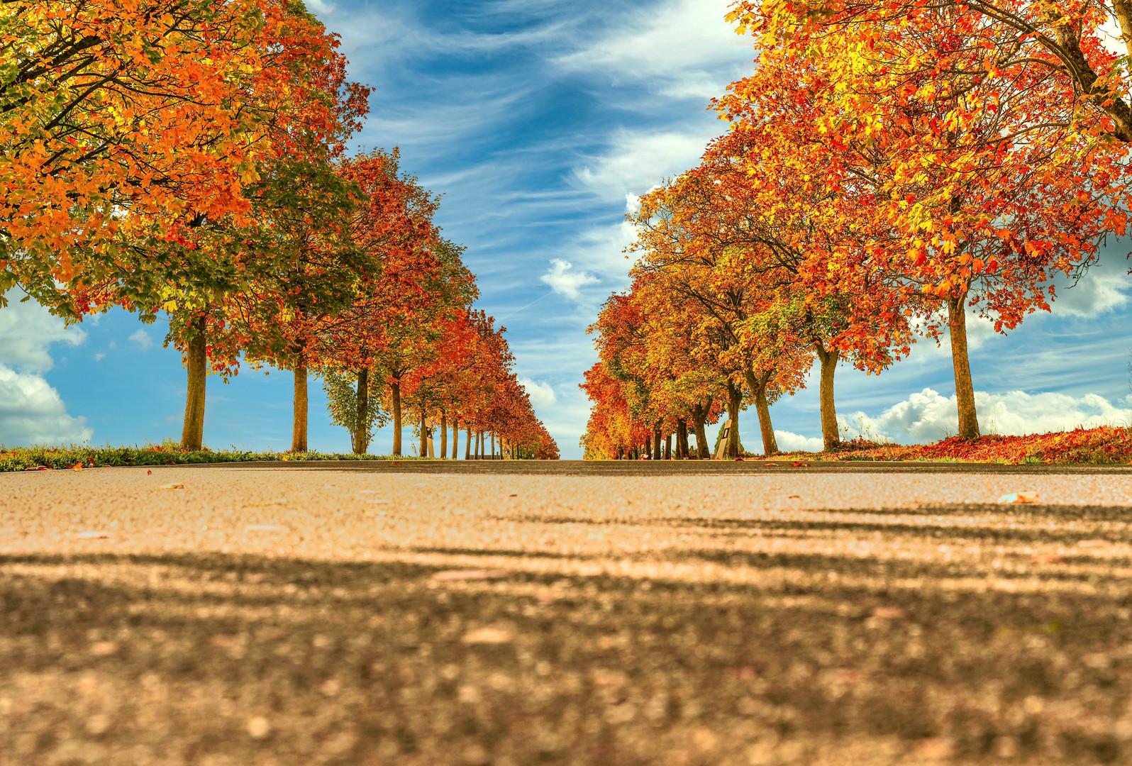 Puschendorf, Allee Foto & Bild | landschaft, alleen, bäume Bilder auf - Alleen Maar Nette Mensen Film