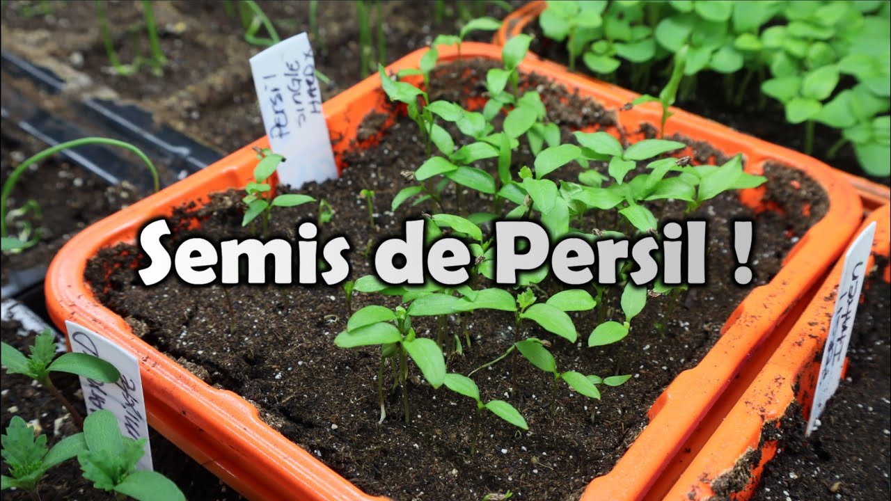 Québec | PERSIL | Mes MEILLEURS conseils, SIMPLE et FACILE pour bien - Concurrent Van Omo Robijn En Persil