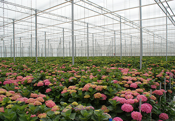 Queens Flower, Bloemen van stand - Queensflower - Iets Extra's Als Het In Stand Houden Van De Plantenwereld