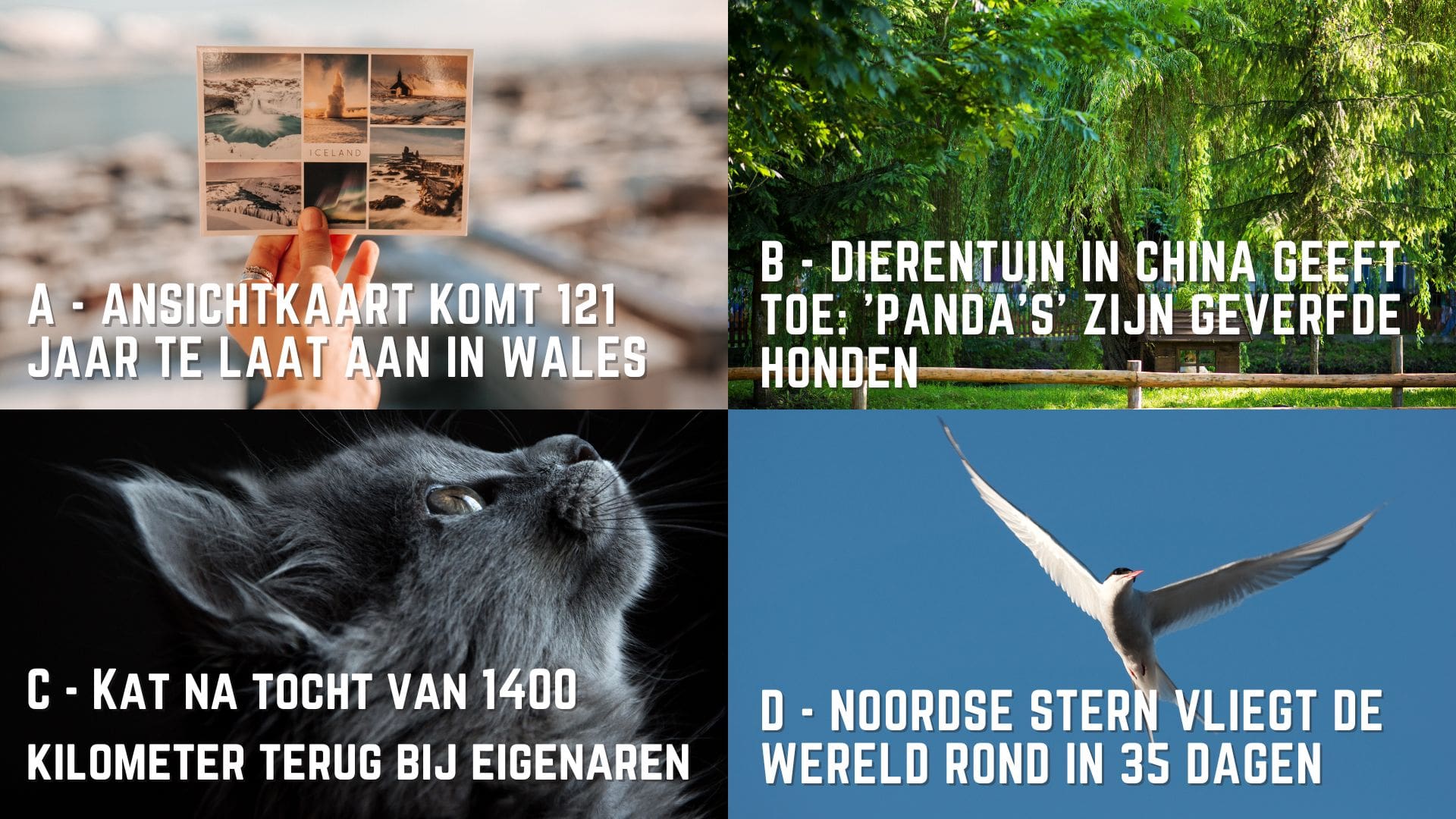 Quizvragen 2024 | Wekelijks gratis pubquiz vragen uit 2024 - Nieuwe Vragen Nederlands Examen 2024