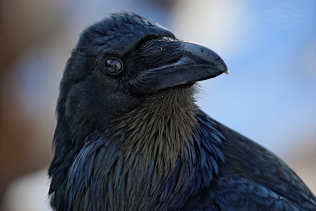 Raven - Raven Van Dorst Man Of Vrouw