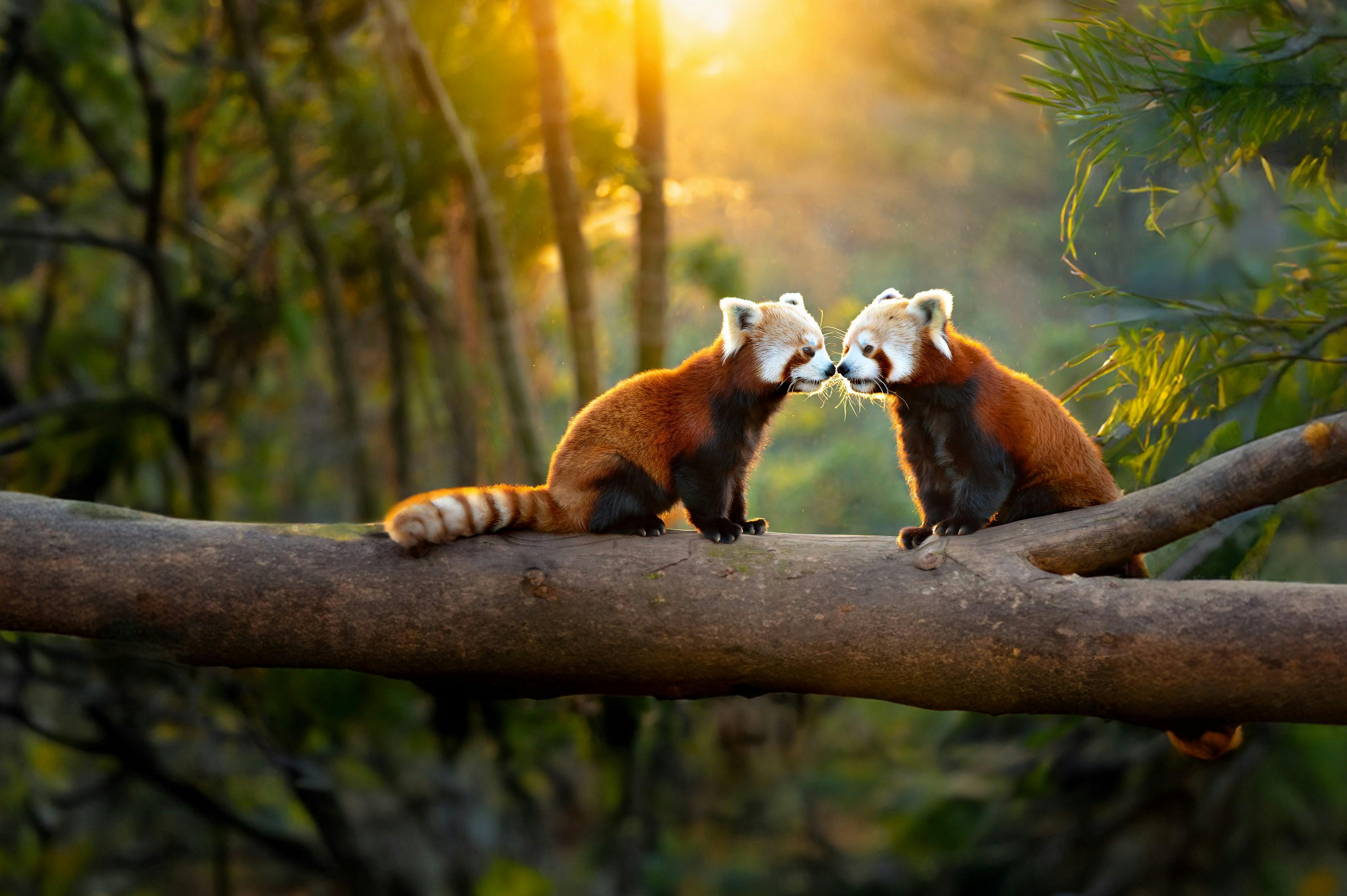 Red Panda @ Blijdorp - Themeparkplanner - Waar Leeft De Rode Panda