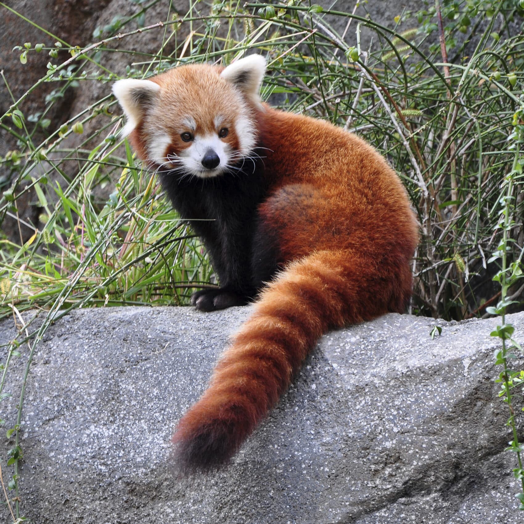 Red panda - Vogelpark Avifauna - Waar Leeft De Rode Panda